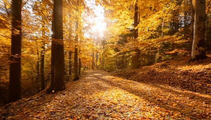 Wall Mural - sun drenched golden autumn leaves covering forest trail