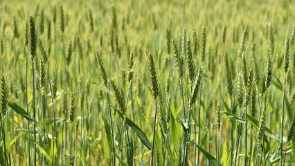 Wall Mural - spikelets. Fresh green young unripe juicy spikelets of wheat on a blurred green field. Oats, rye, barley. harvest in spring or summer, closeup of a field. agricultural field, agriculture, farmland