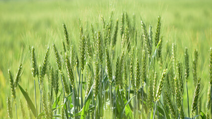 Wall Mural - spikelets. Fresh green young unripe juicy spikelets of wheat on a blurred green field. Oats, rye, barley. harvest in spring or summer, closeup of a field. agricultural field, agriculture, farmland