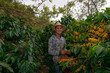 © SALMONNEGRO - farmer harvesting coffee in a plantation of Guatemala.