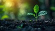 © Ramlan - Seedling emerges from rich dark soil, backlit by bokeh sunlight in a green, blurred background