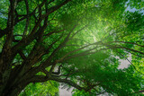 Green tree in forest. Nature background for carbon neutrality. Natural carbon sink fight climate change. Sustainability in carbon-neutral ecosystems. Sustainable environment. Natural carbon capture. Green tree in forest. Nature background for carbon neutrality. Natural carbon sink fight climate change. Sustainability in carbon-neutral ecosystems. Sustainable environment. Natural carbon capture.