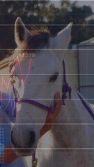 Poster - Animation of financial data processing over caucasian woman with horse