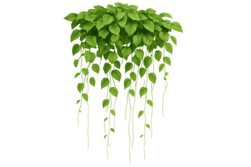 Poster - Hanging vine plant with lush green leaves isolated on a transparent background, perfect for adding a touch of nature to any design