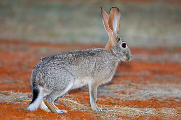 Wall Mural - an alert scrub hare (lepus saxatilis) sitting upright, south africa