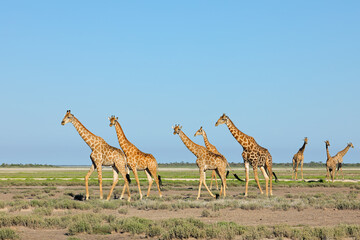 Wall Mural - a herd of giraffes (giraffa camelopardalis) walking over the plains of etosha national park, namibia