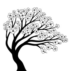 Poster - Cherry blossom tree branches isolated on white background