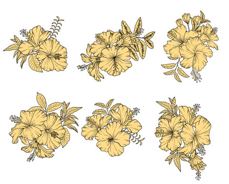Tropical Hibiscus Isolated pen and ink illustration. Hand drawn floral elements. Line Art Tropical Floral Set. Hibiscus flower line art collection