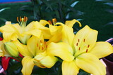 黄色いユリの花　ナッシュビル