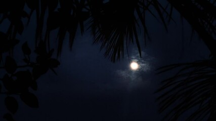 Wall Mural - bright full moon glowing behind clouds and palm leaves in tropical night sky. calm and cinematic nig