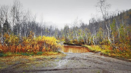 First snow fall in an autumn forest. Khibiny Mountains, Russia