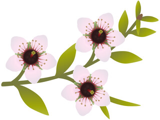 Wall Mural - Manuka branch with flowers and leaves isolated on white background..eps