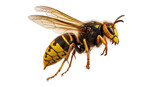 Isolated European Hornet