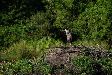 Wall Mural - great blue heron