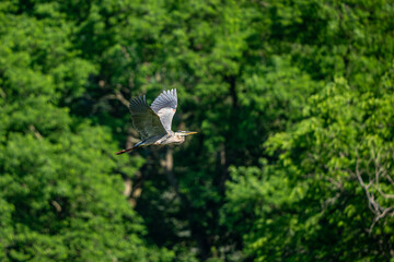 Wall Mural - great blue heron