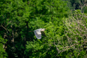 Wall Mural - great blue heron