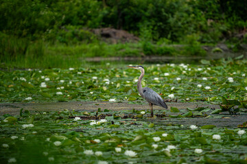 Wall Mural - great blue heron