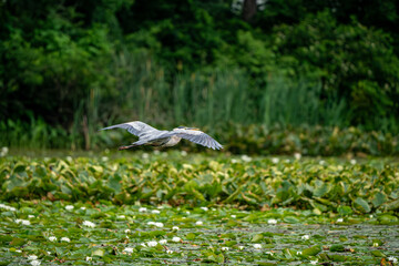 Wall Mural - great blue heron