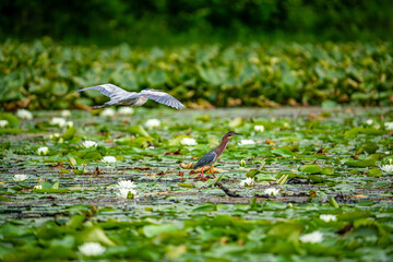 Wall Mural - great blue and green herons in the pond