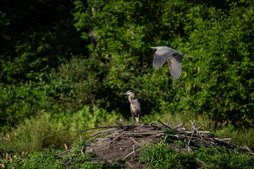 Wall Mural - great blue heron
