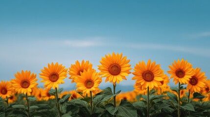 Poster - Bright and Cheerful Sunflower Field Under Clear Blue Sky, Showcasing Vibrant Yellow Blooms and Green Foliage, Perfect for Nature and Floral Projects