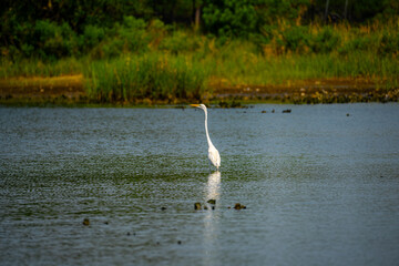 Wall Mural - snowy egret in the marsh
