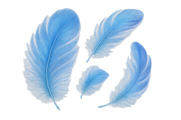 Poster - A collection of fluffy blue feathers isolated on a transparent background image