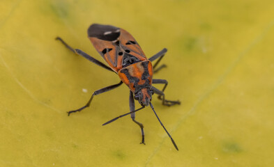Wall Mural - red milkweed bugs macro shot.