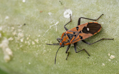 Wall Mural - red milkweed bugs macro shot.
