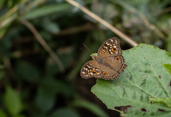 Wall Mural - junonia lemonias lemonias on green leaf.