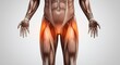 © Pluseight - Human Muscular System: Groin Pain. Anatomical illustration highlighting inner thigh discomfort.