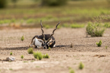 Wall Mural - wild male blackbuck or antilope cervicapra or indian antelope at Blackbuck National Park Velavadar bhavnagar gujrat india asia blackbuck closeup or portrait lying on ground in natural green background