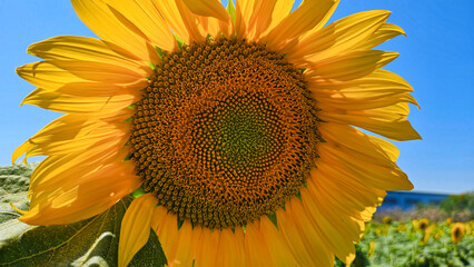 Wall Mural - Bright yellow Sunflower glowing in sunlight, close-up