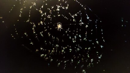 Wall Mural - A wide view of a spider web with many insects. Intricate spider web glistening in the light. Night scene with a spider and its catch. Nature's design and a successful hunt.
