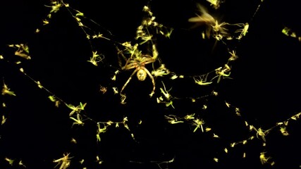 Wall Mural - A spider collecting prey from its web. Night scene of a spider's successful hunt. Intricate web with trapped insects. Nature's predator gathering food.