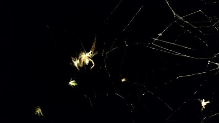 Wall Mural - A spider hunting for prey on its web. Night photography of a spider's trap. Delicate spider web with a solitary arachnid. Nature's predator in action.