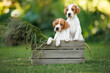 © otsphoto - two adorable english pointer puppies posing in a wooden box outdoors