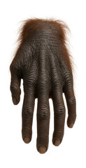 Wall Mural - orangutan hand with dark skin and sparse, reddish hair
