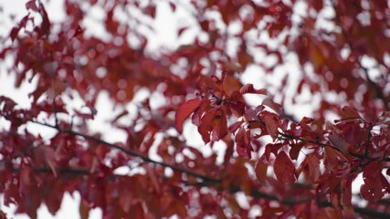 vibrant red autumn leaves tree branches nature fall foliage outdoor scenic beauty plant photography 