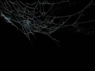 Wall Mural - Intricate spiderweb glistens against a dark backdrop creating a dramatic and eerie natural phenomenon for design.