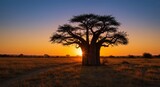 Baobab tree at sunset over African savanna