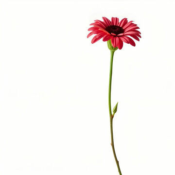 Single flower stem clean background