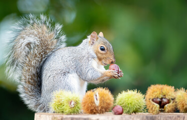 Wall Mural - Grey squirrel eating sweet chestnut fruit in autumn