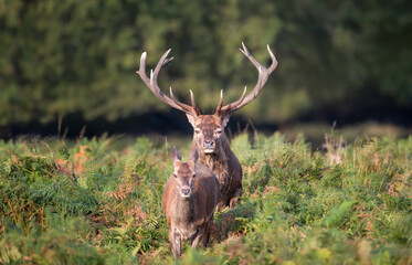 Wall Mural - Red deer stag following hind through ferns during rutting season