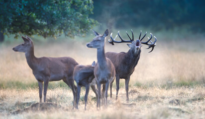 Wall Mural - Red deer stag roaring during rutting season