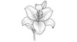 © Olga Ко - Vintage Sketch Lily Flower Illustration