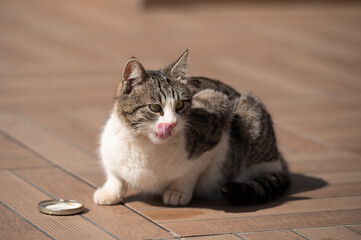 cute cat licking its lips after enjoying a delicious meal outdoors on a sunny day, sprawled comforta