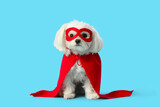 Cute little dog in superhero costume on blue background Cute little dog in superhero costume on blue background