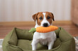 © Anna - Adorable Jack Russell Terrier dog sitting in a green dog bed and holding a plush carrot toy in its mouth
