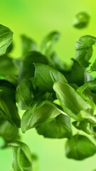 Aufkleber - Super Slow Motion of Flying Fresh Basil Leaves. Filmed on High Speed Cinema Camera, 1000 fps.